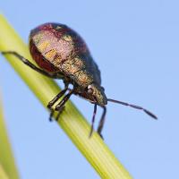 Shieldbug (juvenile) - Picromerus bidens 2 